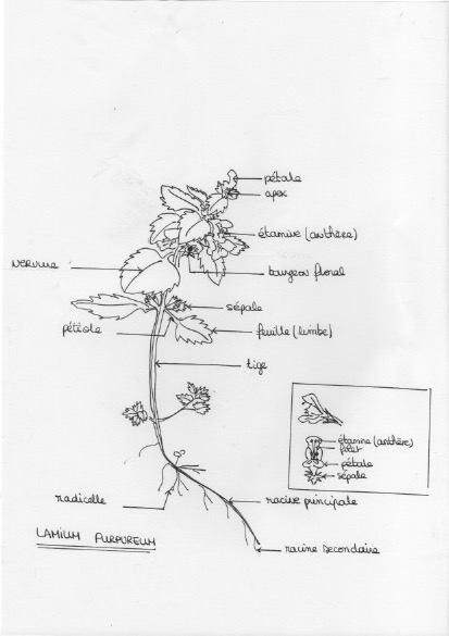 Annexe Lamium-purpureum.jpeg