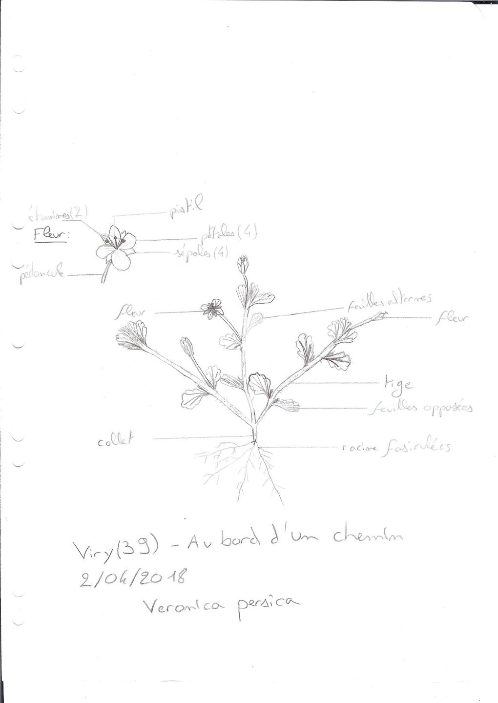 Annexe A_veronica 001.jpg