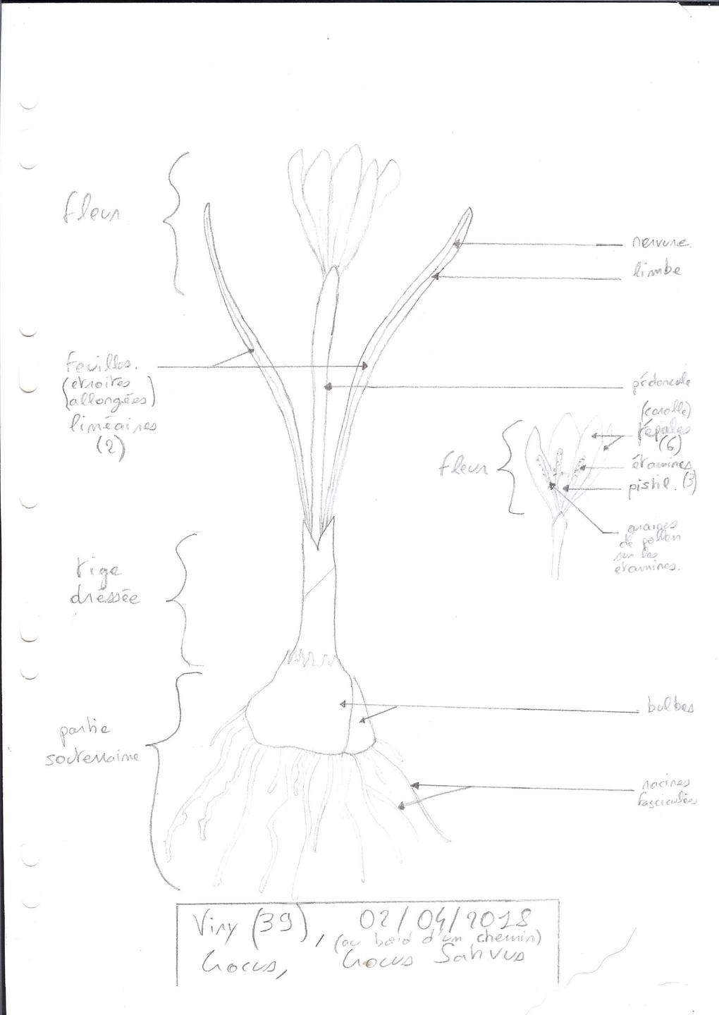 Annexe A_crocus 001.jpg