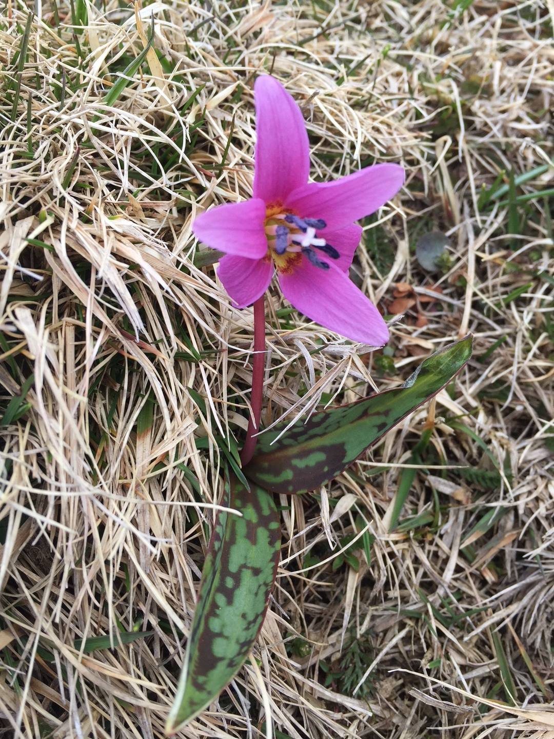 Annexe érythronium dens-canis.JPG