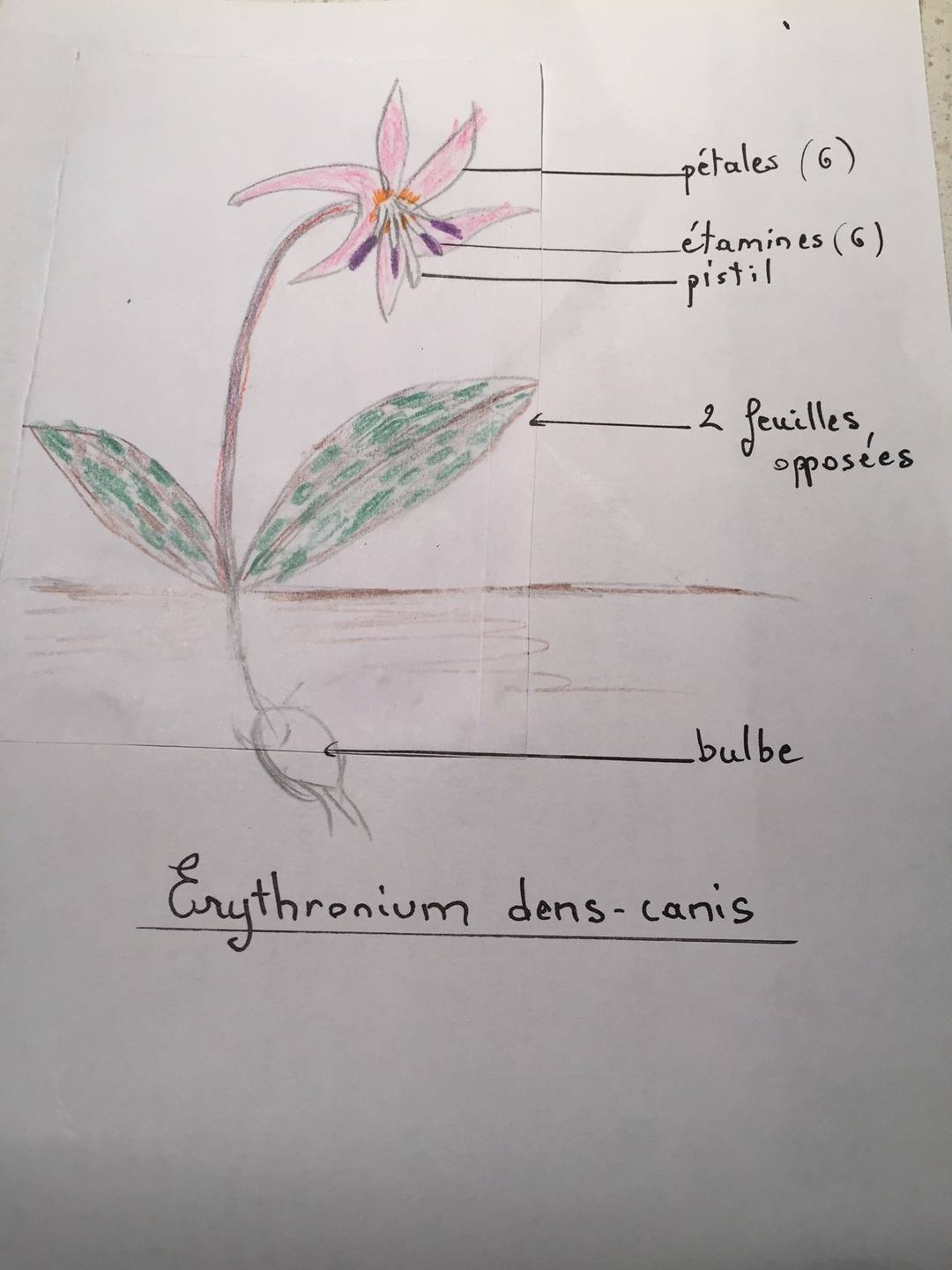 Annexe dent de chien dessin.JPG