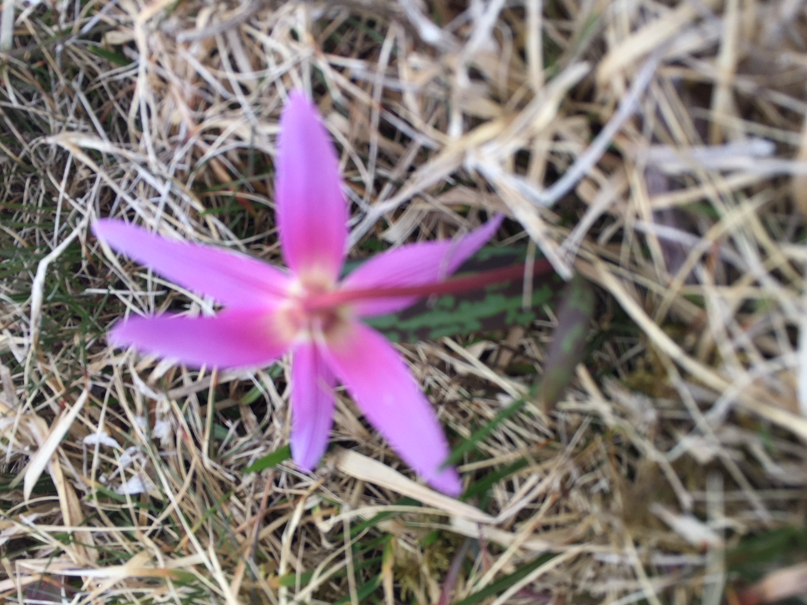 Annexe vue de dos dent de chien.JPG