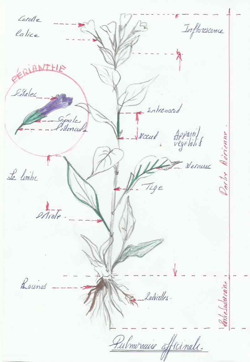 Annexe Pulmonaire officinale.jpg