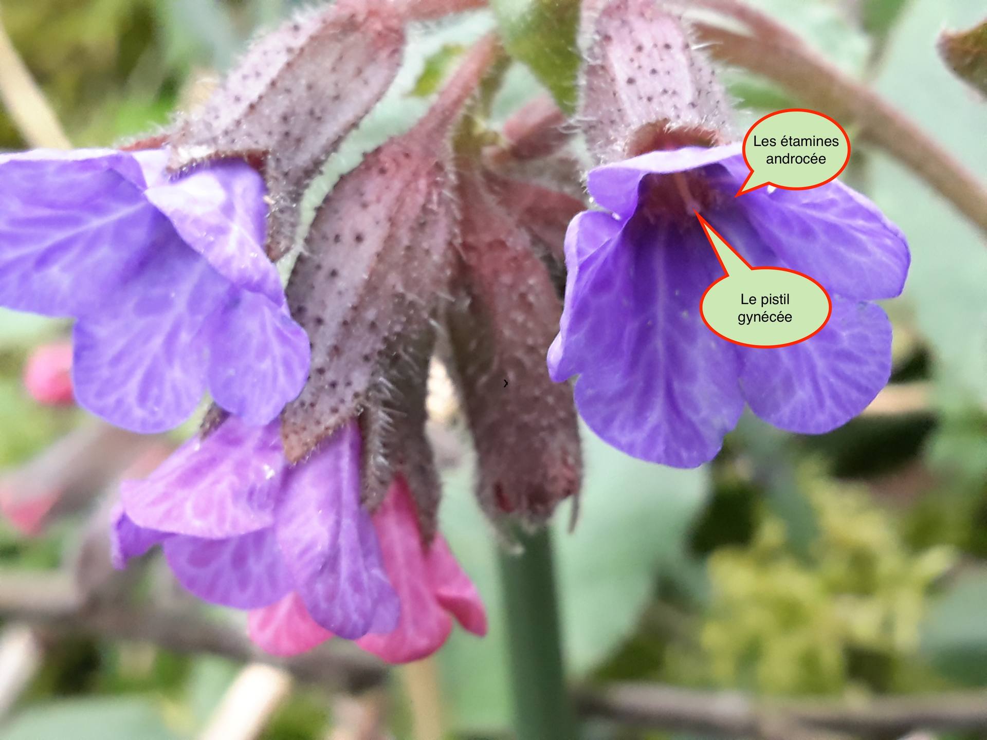 Annexe fleurs pulmonaireanotee1.jpg