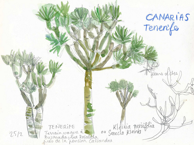 Annexe Senecio kleinia, La Gomera
