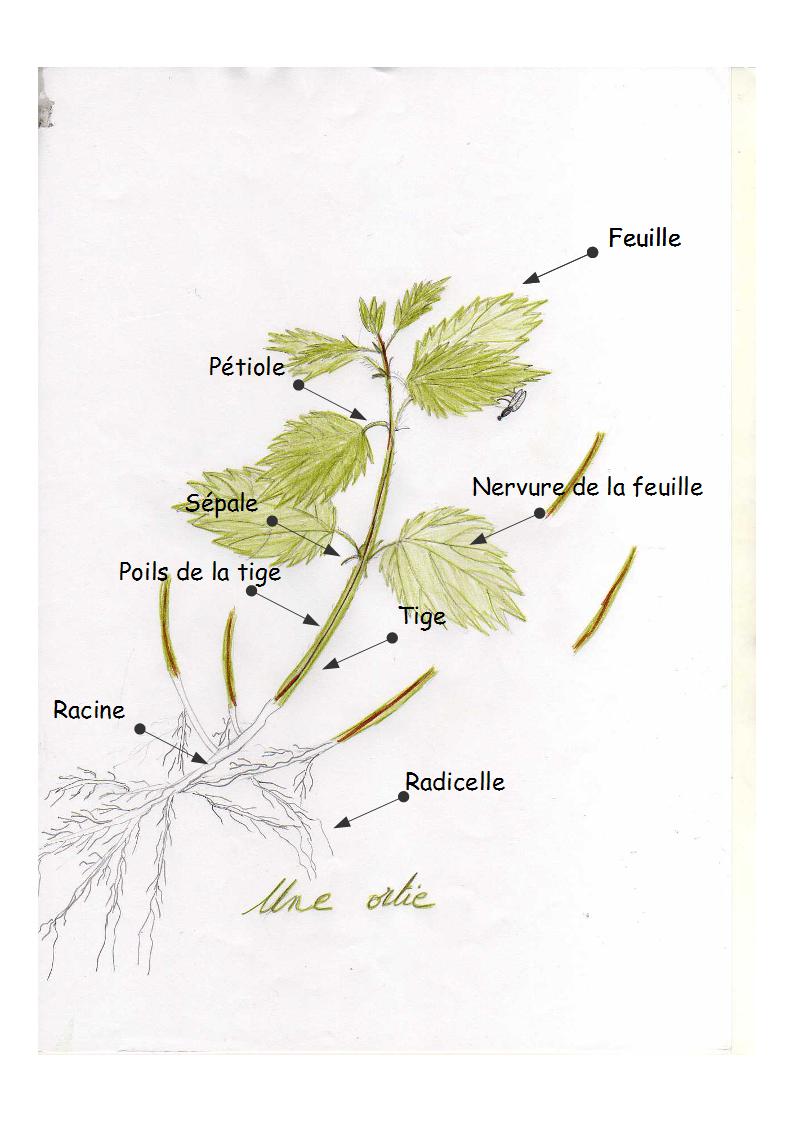 Annexe Mooc Ortie 180403 légendé.jpg