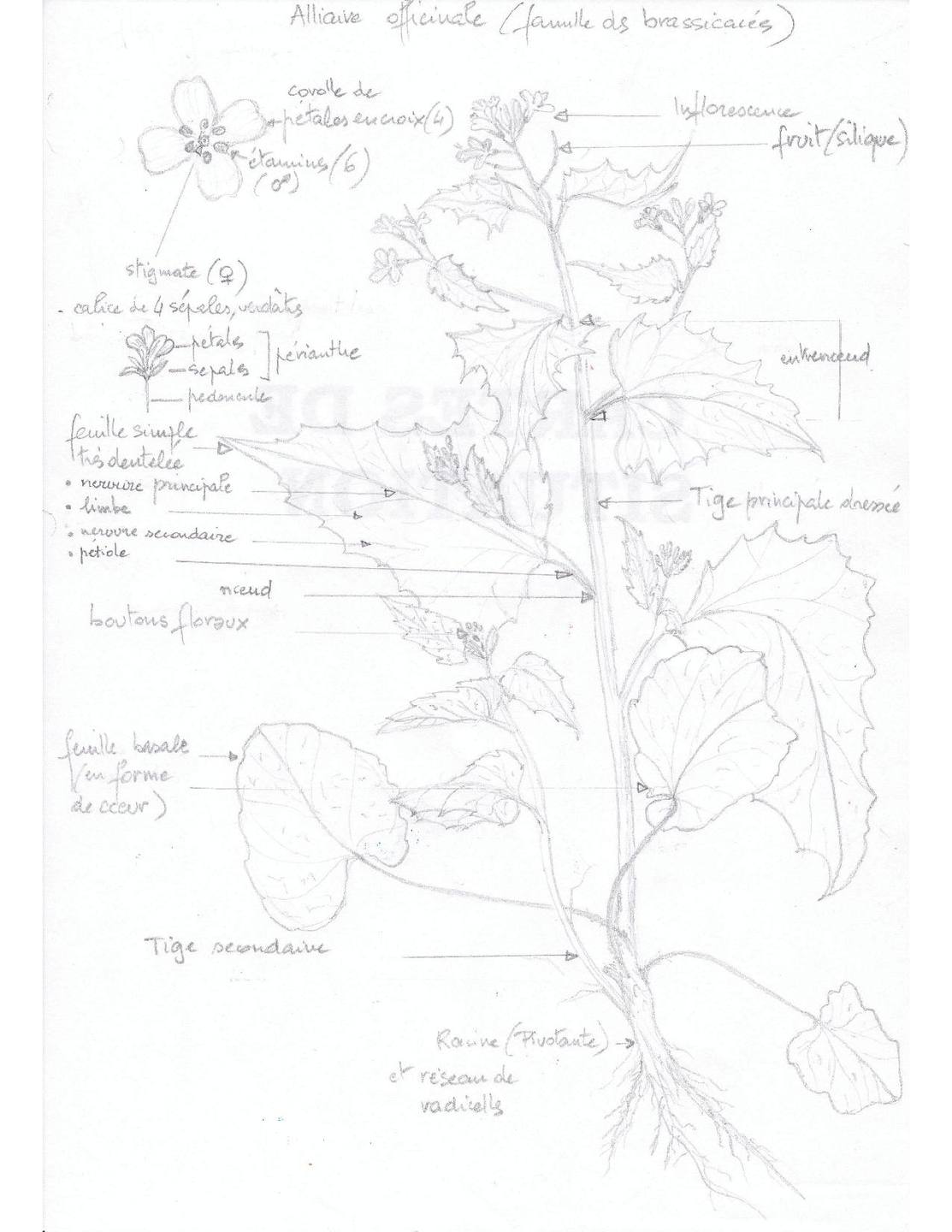 Annexe alliaire officinale.jpg
