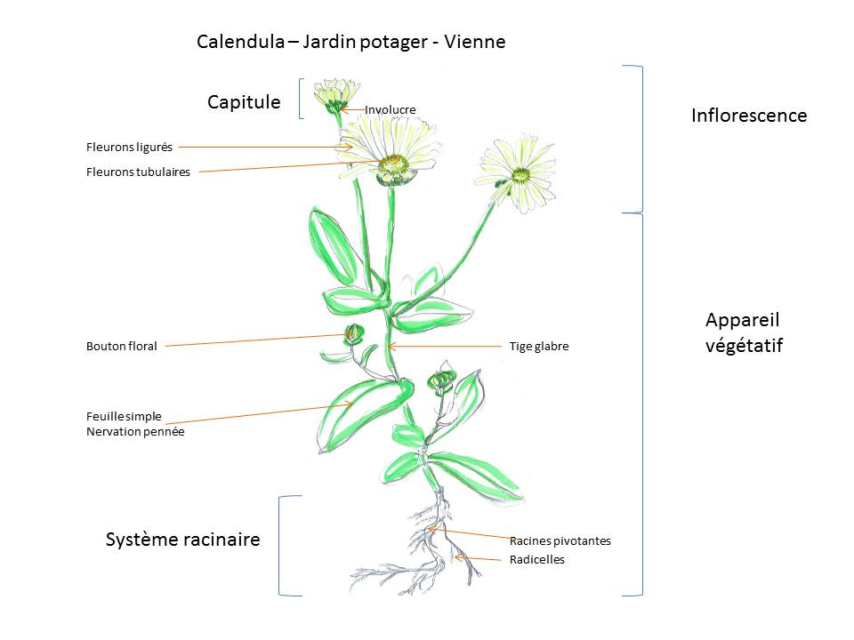 Annexe Dessin Calendula Avril 2018.jpg