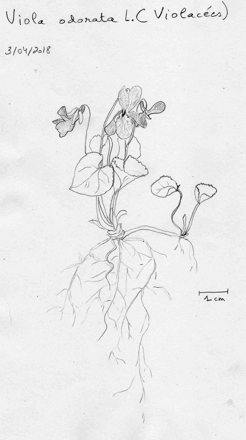 Annexe viola odorata.jpg