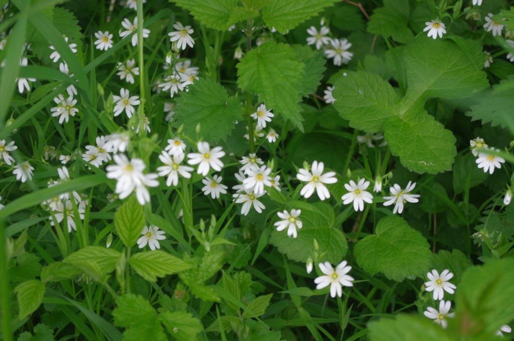 Annexe Stellaire holostée.JPG