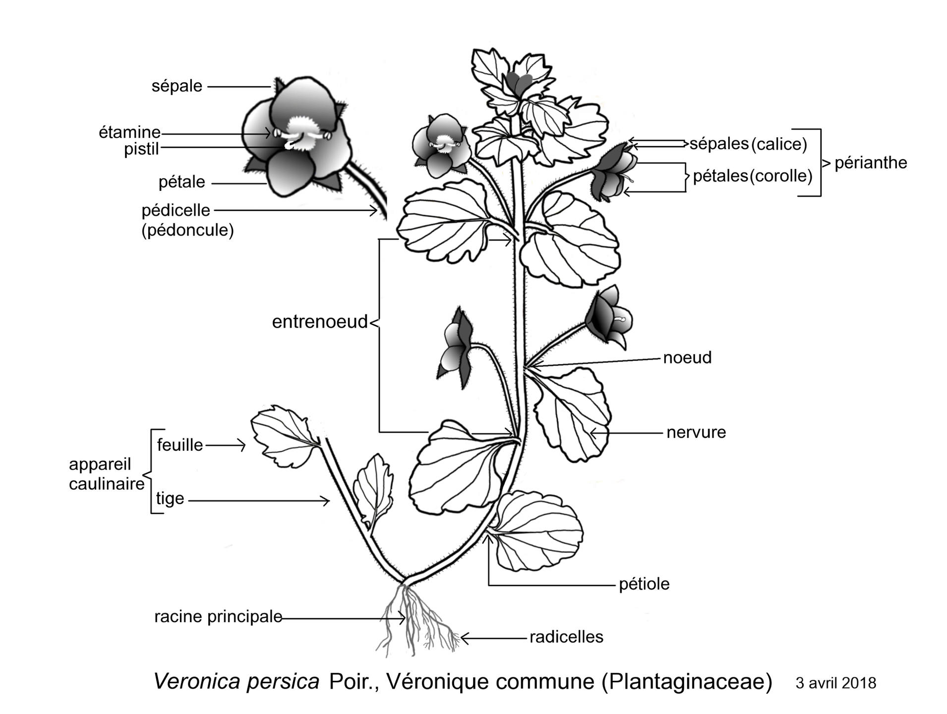 Annexe Véronique de perse.jpg