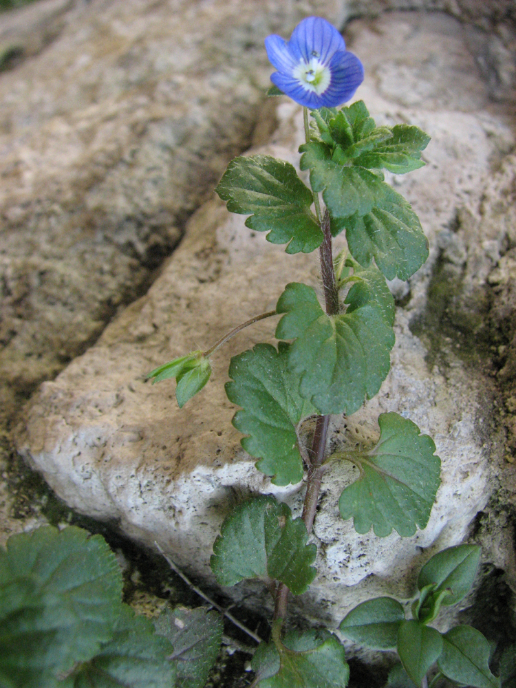 Annexe Veronica persica_Roissy-en-Brie.jpg