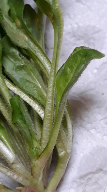 Annexe Pâquerette 6.jpg