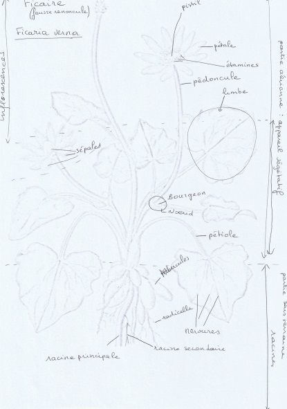 Annexe 2 2 Dessin de ficaire.jpg
