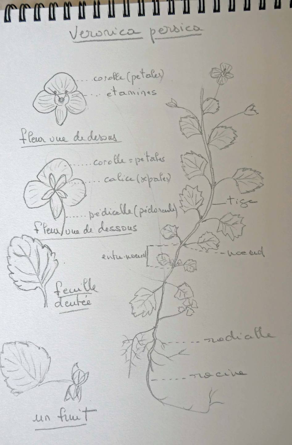 Annexe P1090639_Veronica persica.jpg