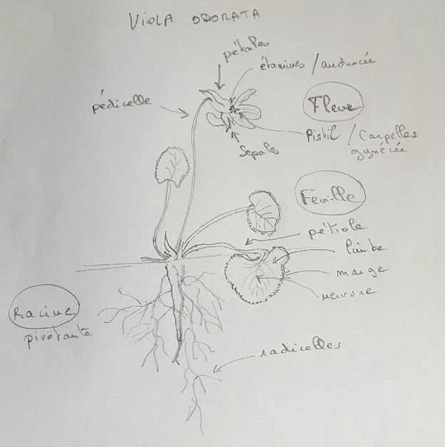 Annexe schema violette.jpg