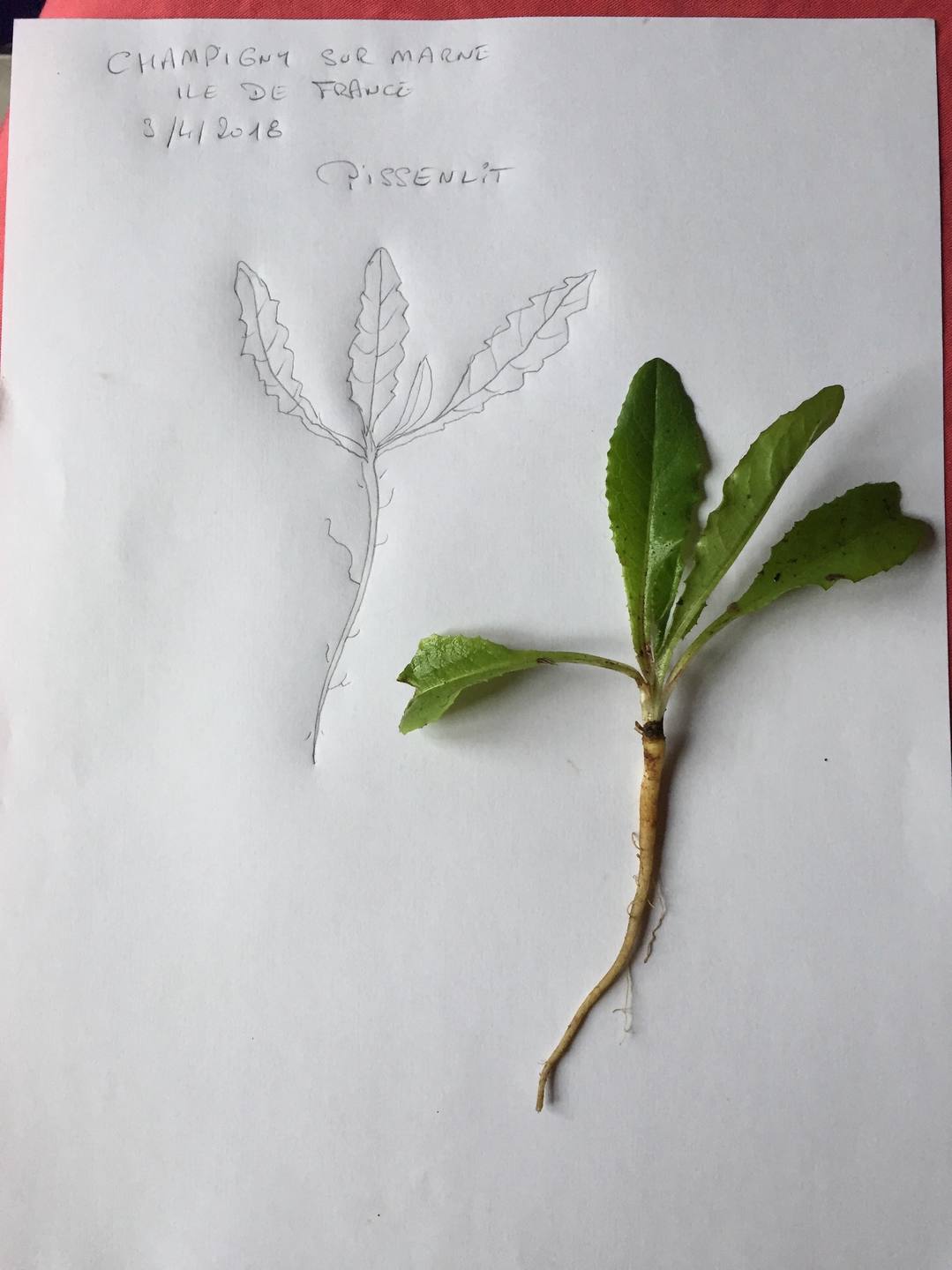 Annexe Pissenlit.jpg