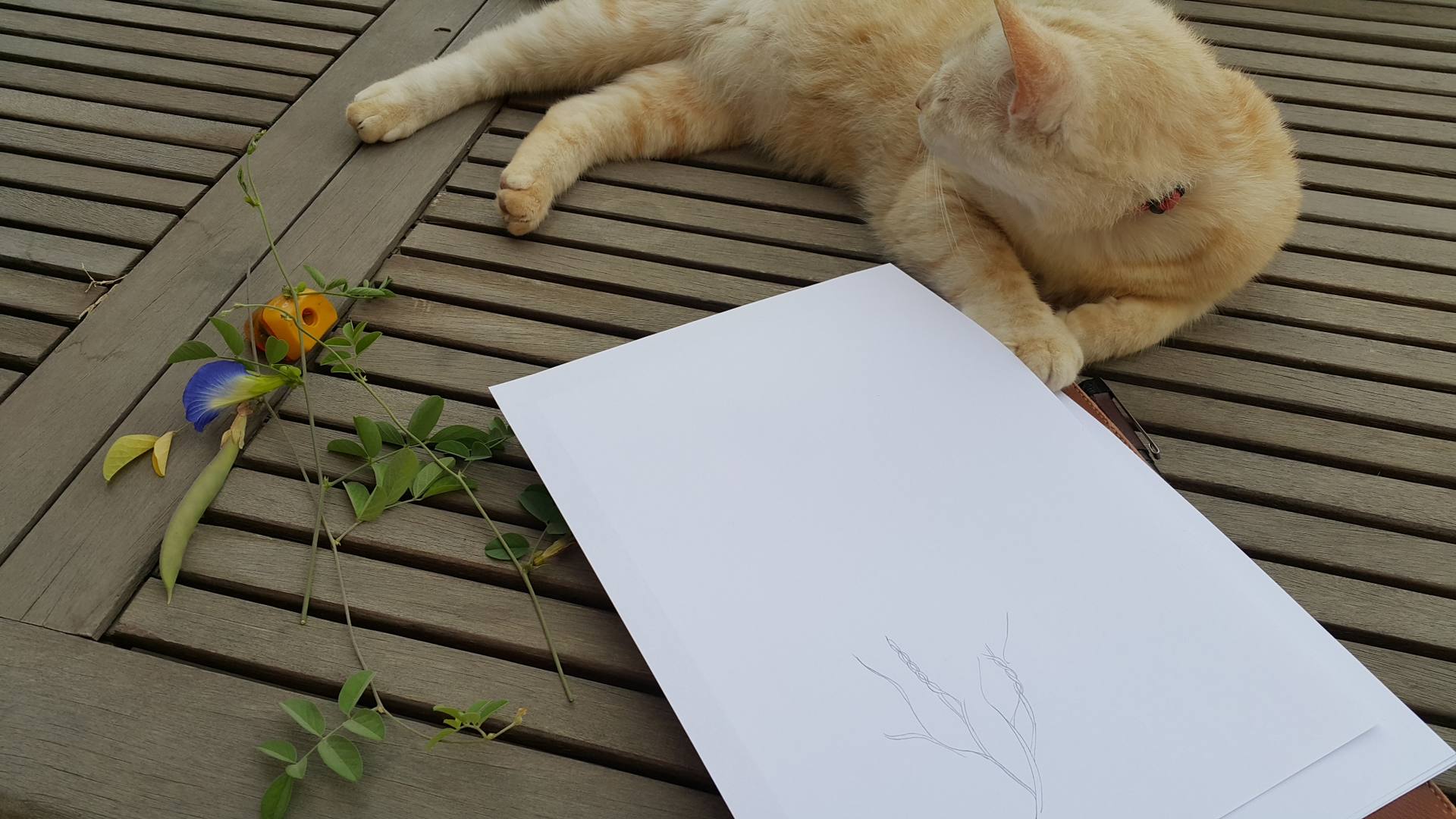 Annexe 2018-04-03 16.06.03.jpg