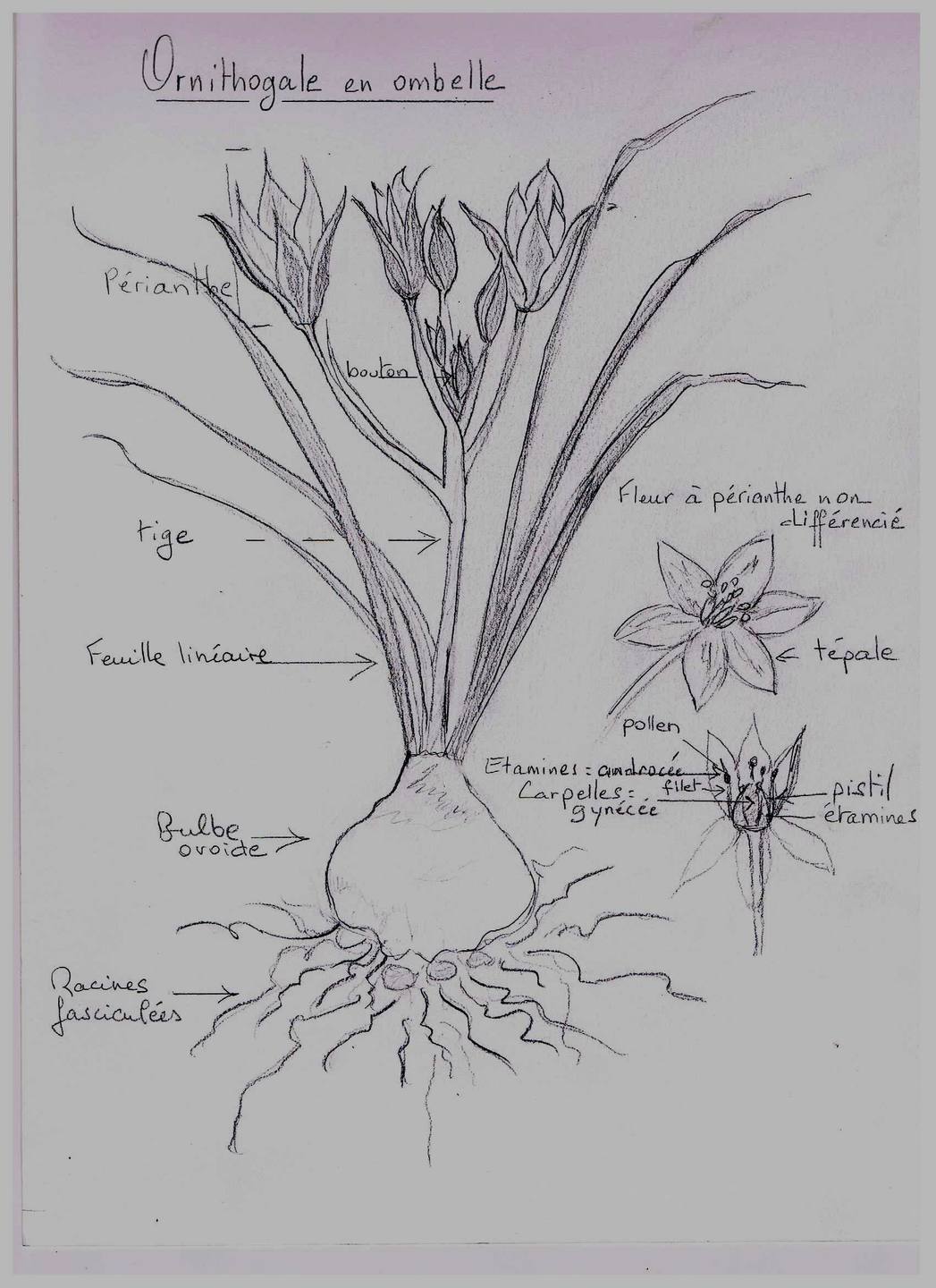 Annexe Dessin plante étoile de Bethléem.jpeg