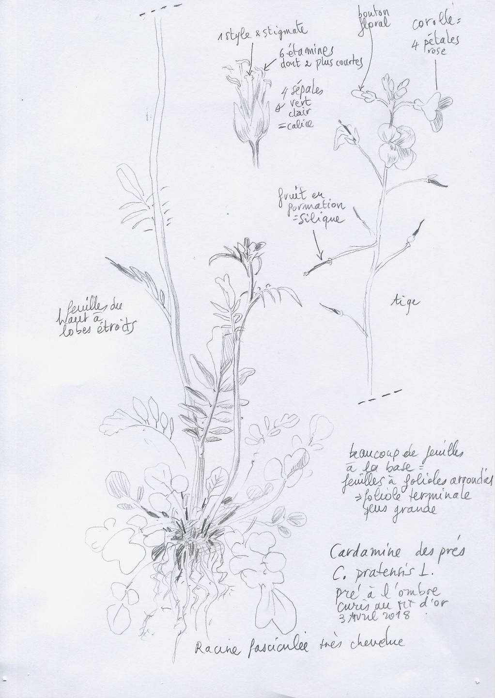 Annexe dessin cardamine.jpeg