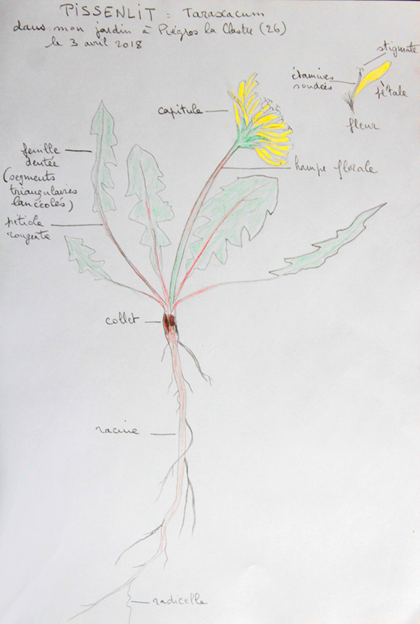 Annexe pissenlit dessin.jpg