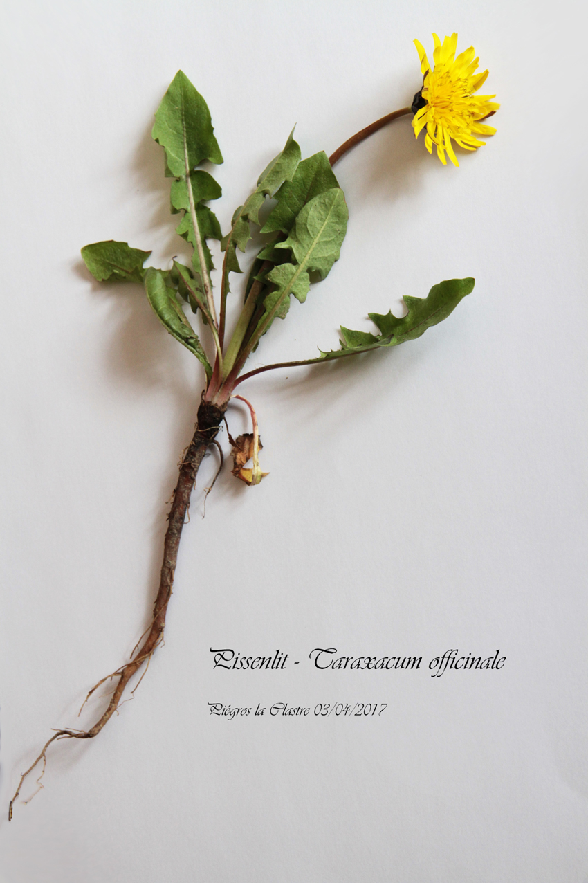 Annexe pissenlit photo.jpg