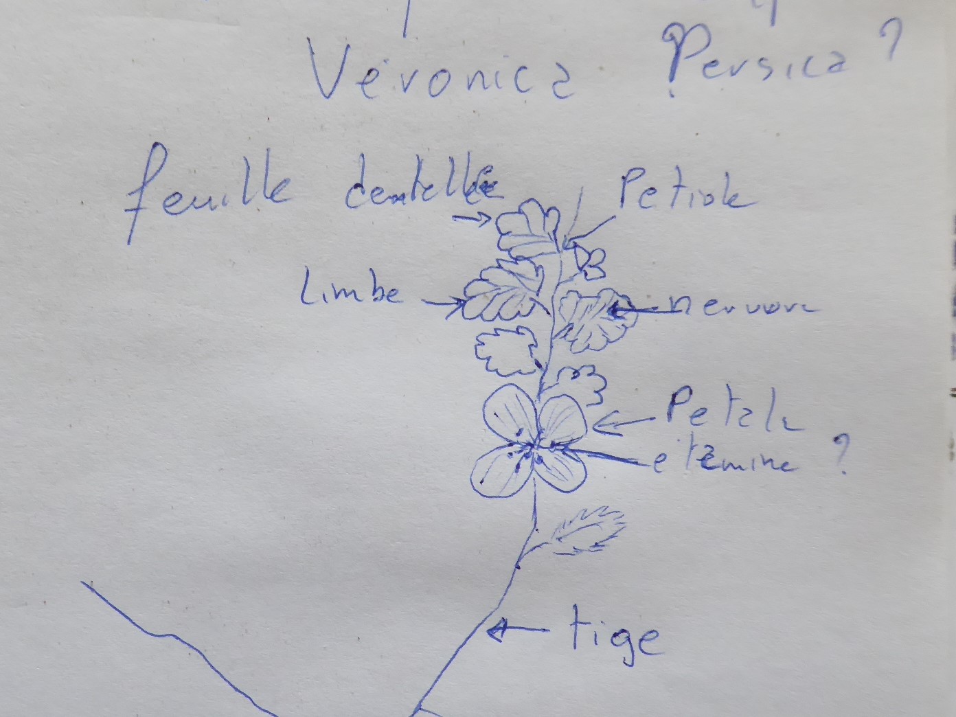 Annexe mocc vero.JPG