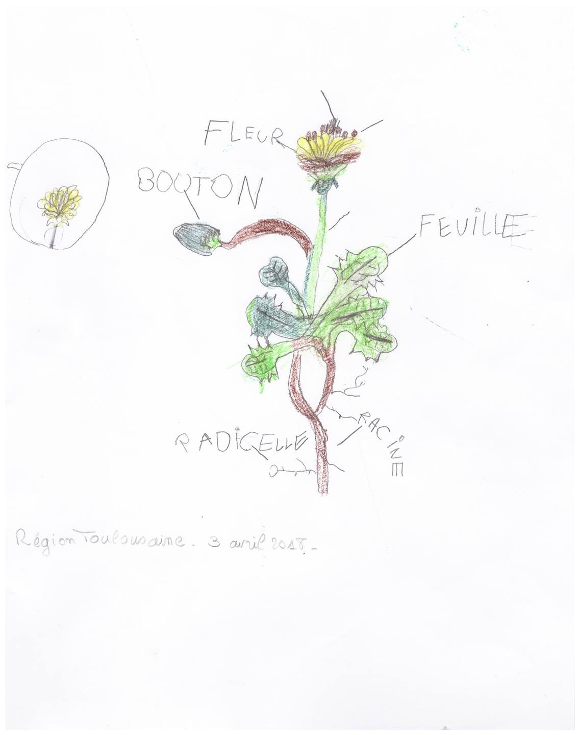 Annexe pissenlit.jpeg