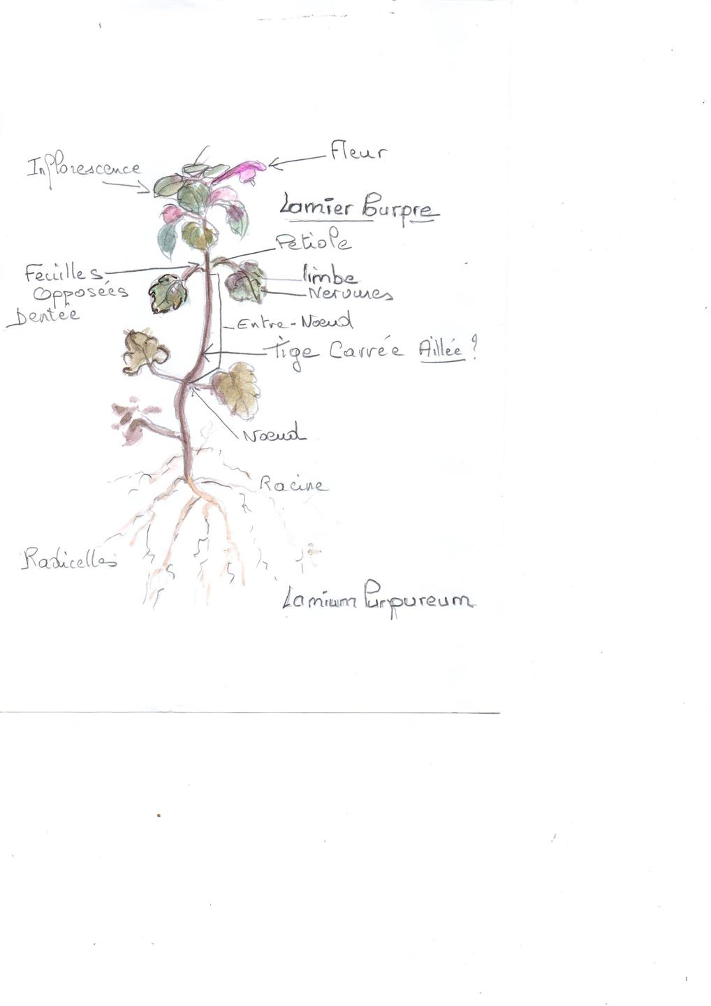 Annexe lamier pourpre003.jpg