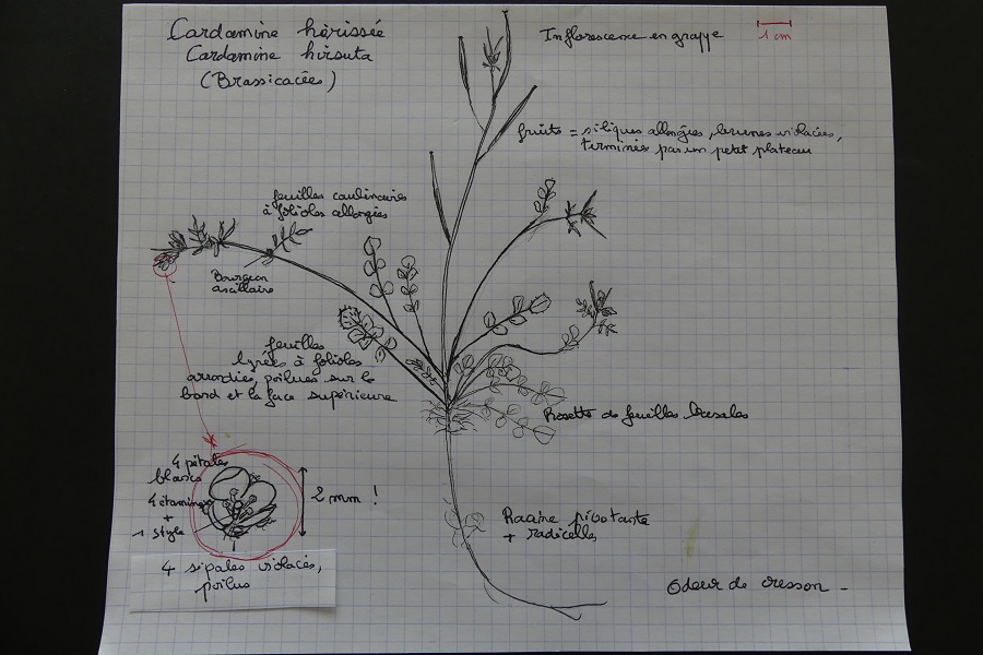 Annexe P1040725 - Copie.JPG