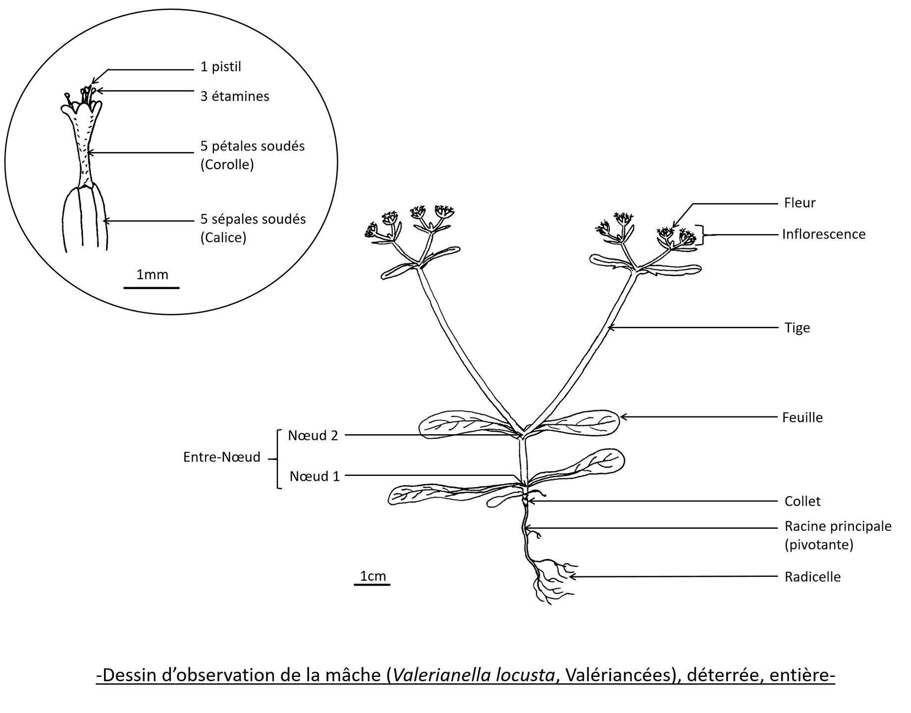 Annexe Dessin mâche.jpg