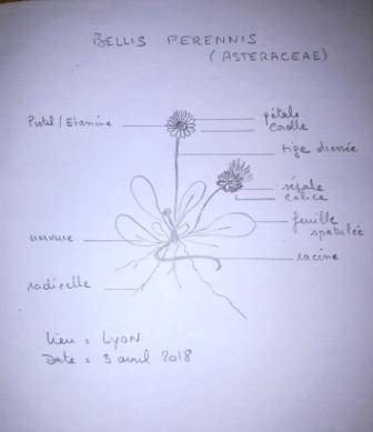 Annexe Bellis perennis 2.jpg