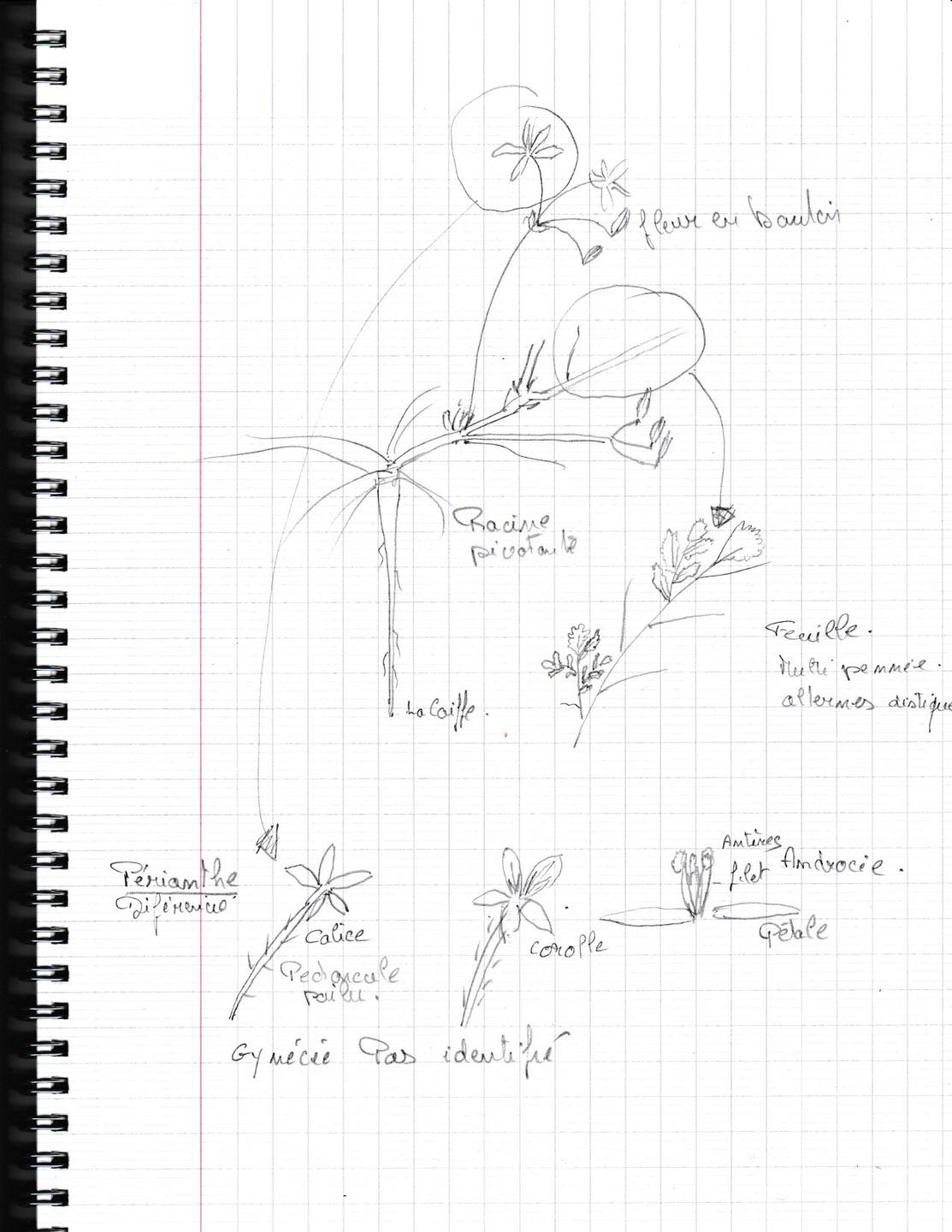 Annexe Erodium dessin_20180404_0001.jpg