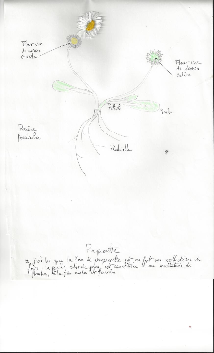 Annexe Dessin-paquerette.jpg
