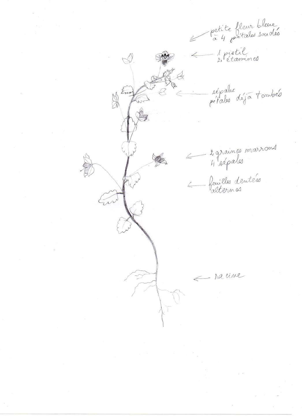 Annexe croquis petite plante.jpg