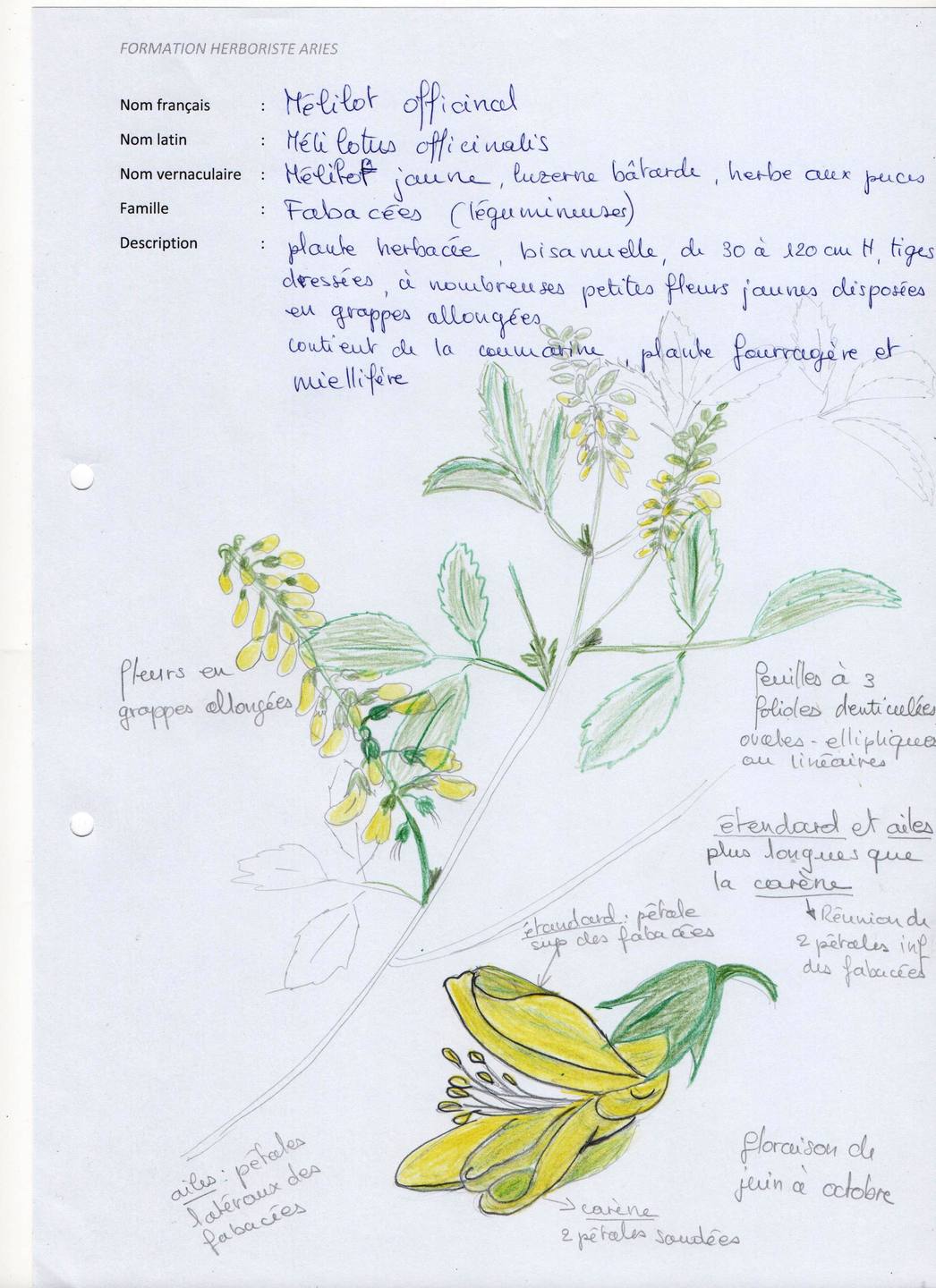 Annexe Melilot officinal 001.jpg