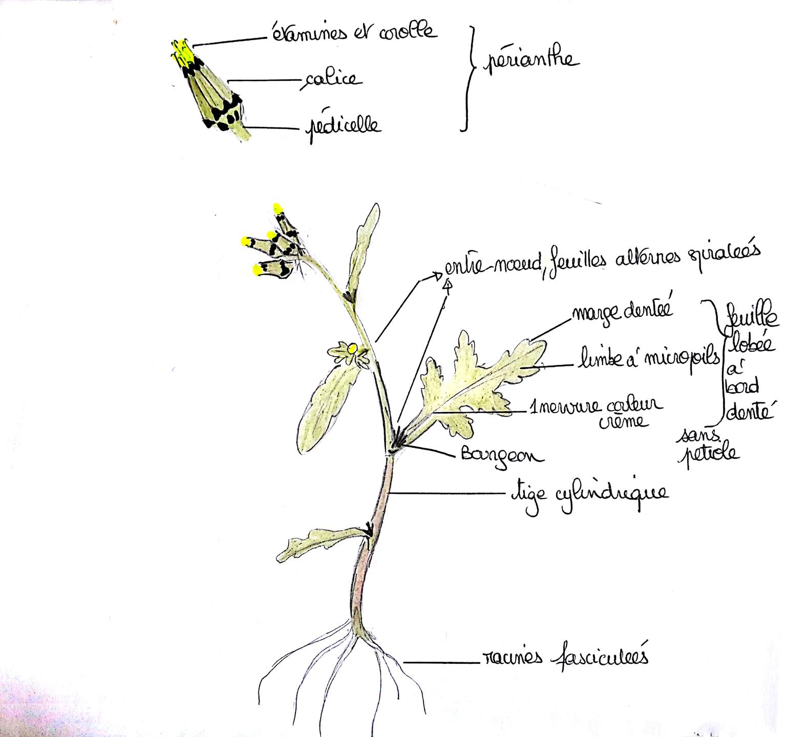 Annexe plante à fleurs du jardin.jpg