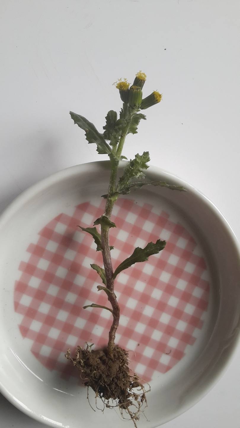 Annexe plante fleurie.jpg