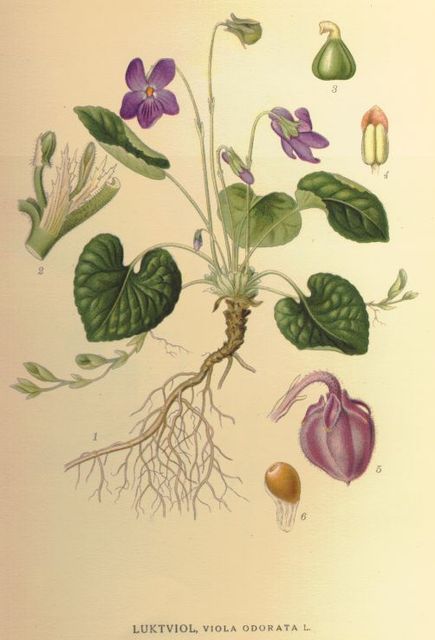 Annexe 435px-Viola_odorata1.jpg