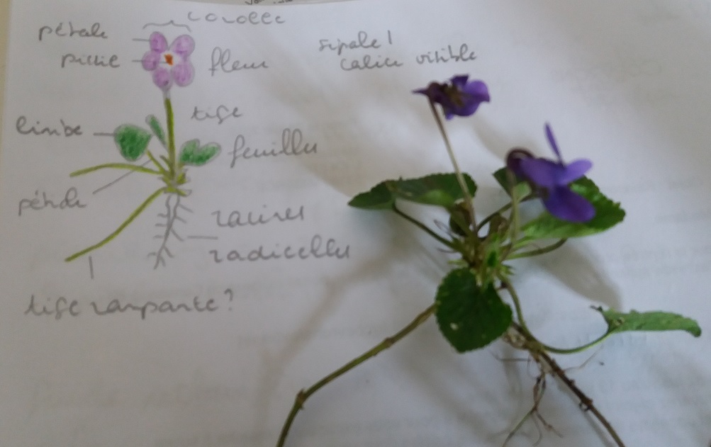 Annexe S2 A1 dessin violette.jpg