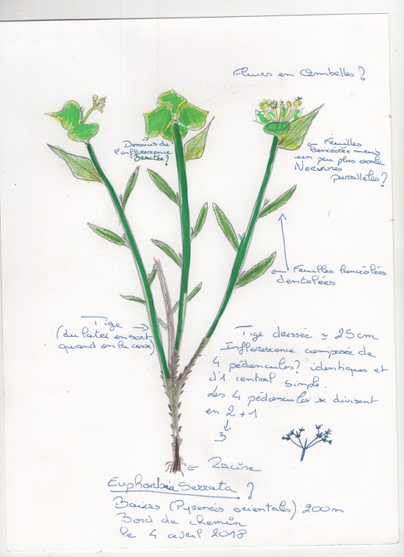 Annexe euphorbe dessin.jpg