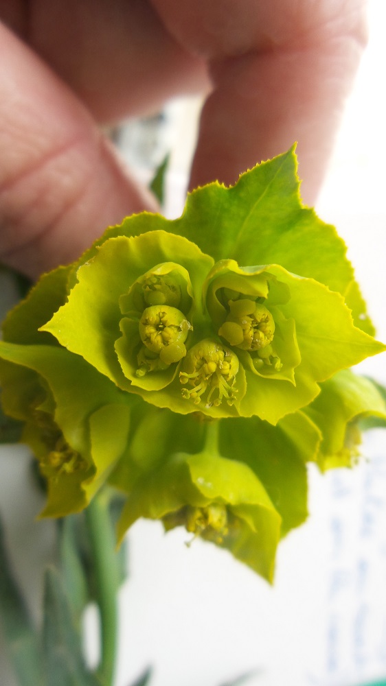 Annexe euphorbe serrata.jpg