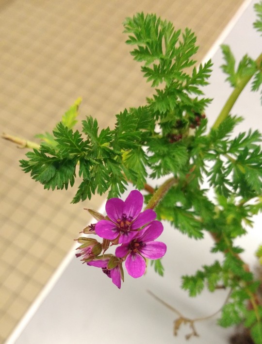 Annexe illustration2.jpg