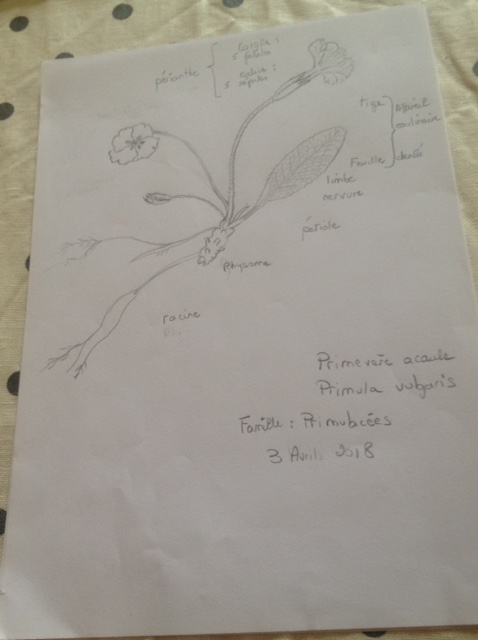 Annexe Primevère.jpg