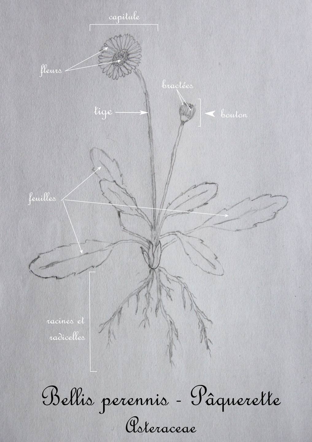 Annexe Bellis perennis.JPG