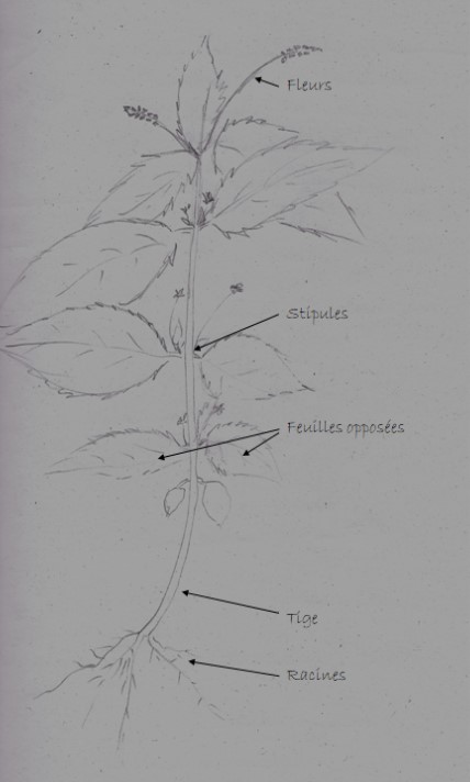 Annexe Mercuriale Dessin.jpg