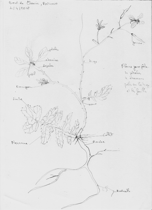 Annexe ravenelle.jpeg