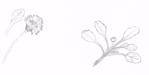 Annexe dessin Bellis perenis MH.PNG