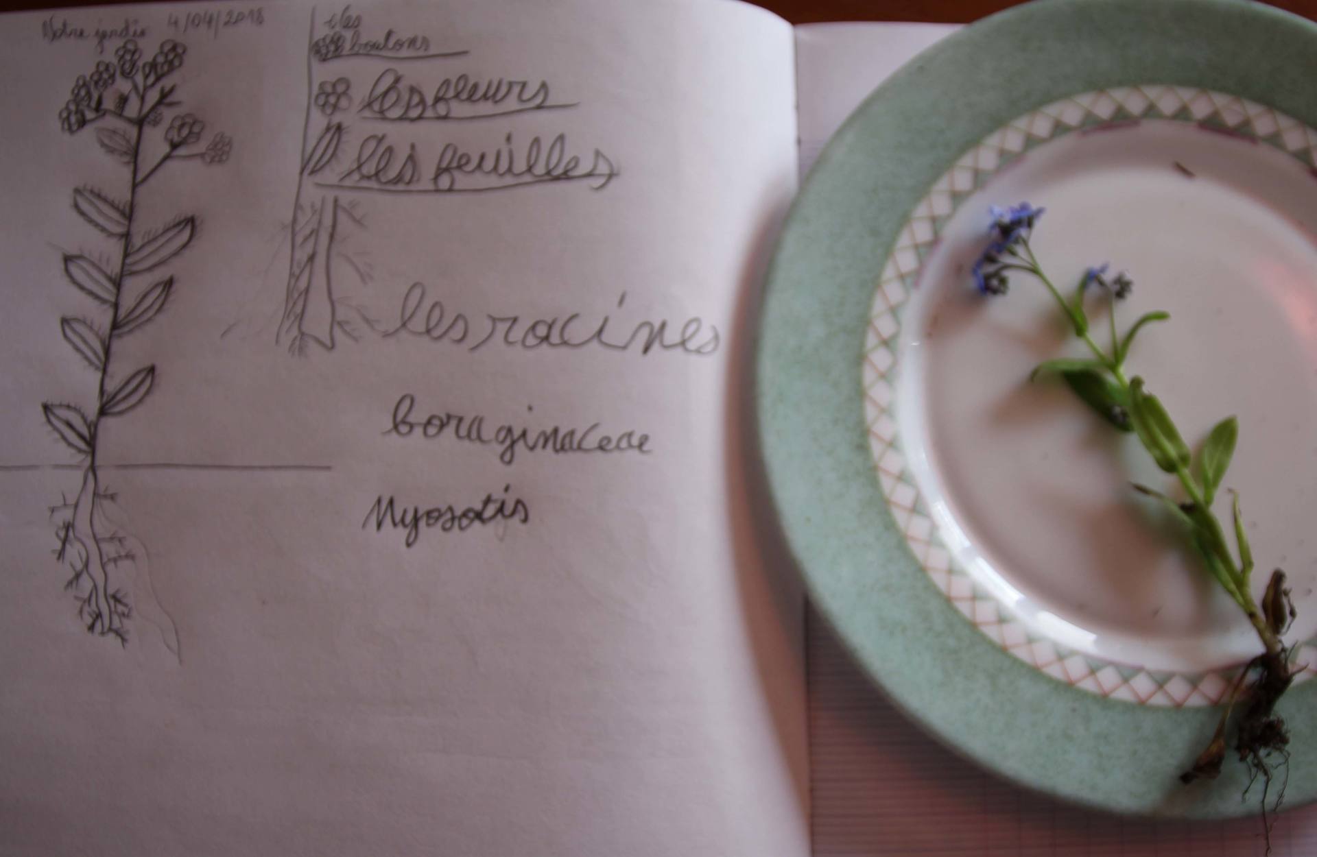 Annexe Mysosotis et dessin solane redim.jpg