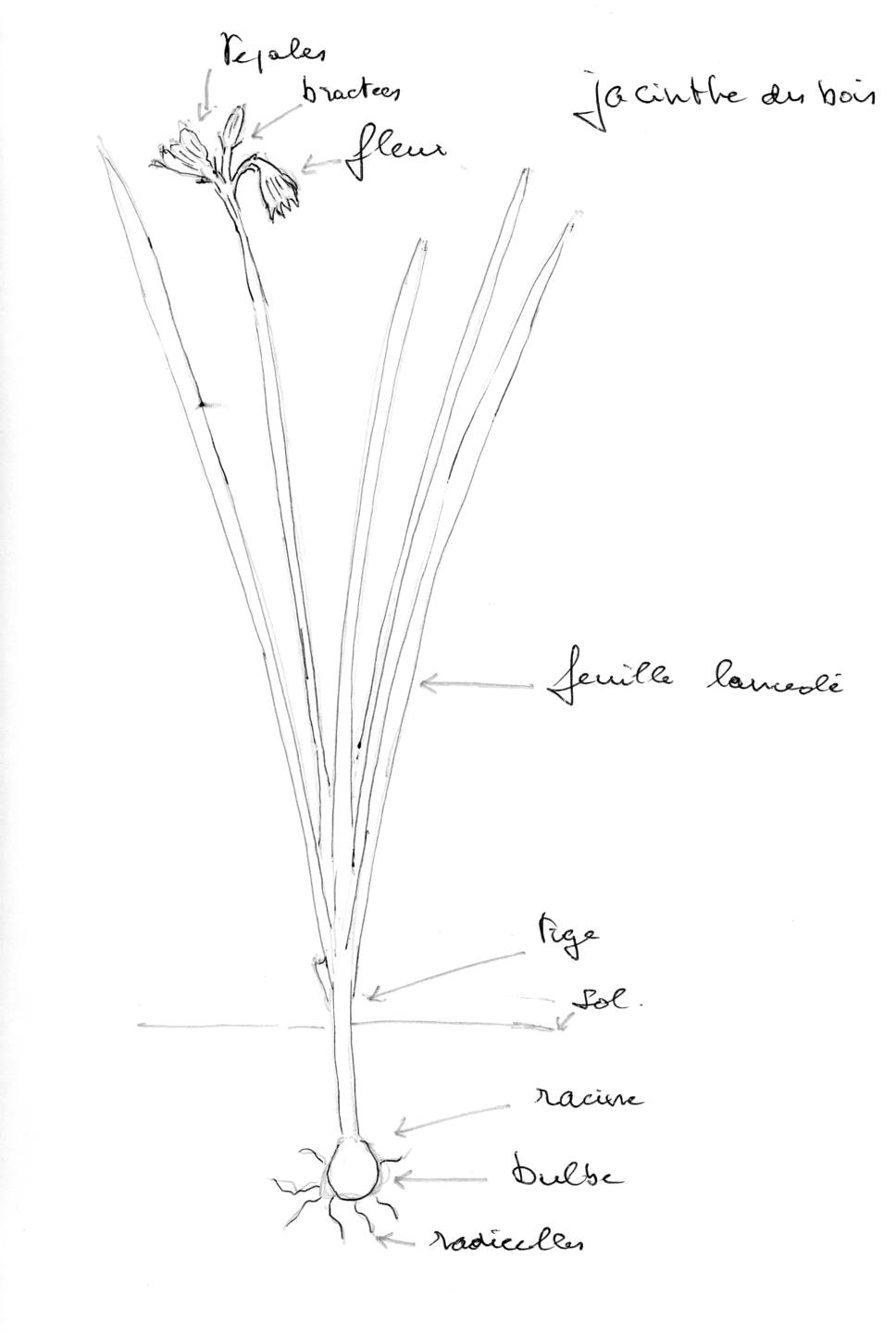 Annexe jacinthe sauvage.jpg